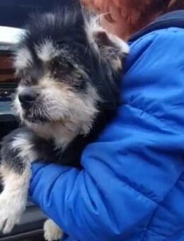 freundlicher Rüde Array - Kallmünz