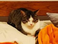 Hübsche Tia sucht ein liebes Zuhause - Margetshöchheim