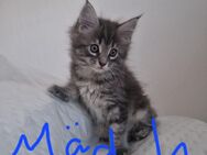 💕2 hübsche gesunde Reinrassige Maine Coon Kitten ohne Papiere suchen noch ein liebevolles Zuhause 💕 - Nordheim
