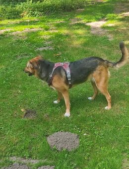 Super liebe Luna sucht dringend neues Zuhause - Minden (Nordrhein-Westfalen)