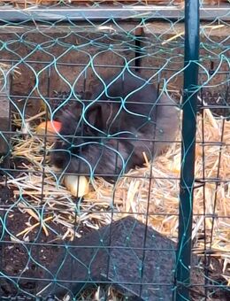 Ich tausche mein Zwergkaninchen Bock gegen ein Weibchen - Wittenhagen