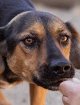 Wundervolle Aylini sucht eine Familie - Hamburg