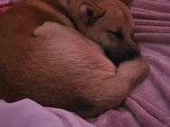 Neues Zuhause gesucht Malinois mix - Henstedt-Ulzburg