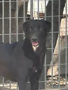 JIMMINO er hatte sich versteckt! - Regensburg