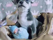 Wunderschöne mini Chihuahua Welpen Reservierung verfügbar, 2 Junge Farbe Weiß und Blau Geburstdatum 11.11.24 - Nürnberg