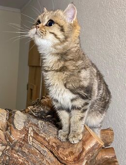 BKH SCHWESTERN - Suhl