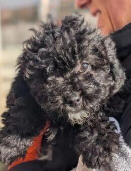 Zauberhaftes, süßes Welpenmädchen 9 H - Kallmünz