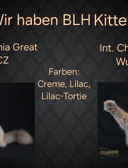 Wunderschöne Britisch Langhaar Kitten in liebevolle Hände abzugeben ! - Burtenbach