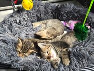 3 Katzen Kitten (W) (1Reserviert) - Neustadt (Weinstraße)
