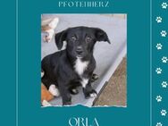 Orla sucht ihr zu Hause - Kallmünz