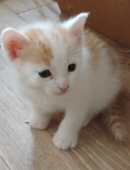 Rotweißes Babykaterchen einer Glückskatzenmama in Wilmersdorf - Berlin