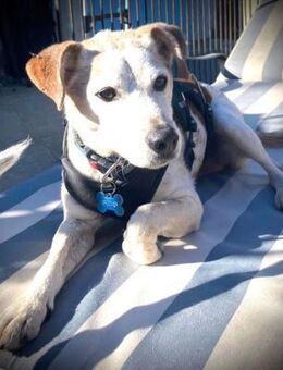 MOMO- kleiner Schatz sucht sein Zuhause - Kempen