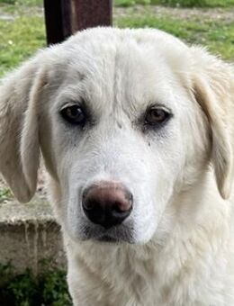 Nox, geb. ca. 10/2024, GRIECHENLAND - Euskirchen