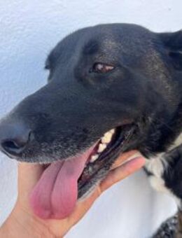 Kalani sucht ihr Traum-Zuhause - Vechelde