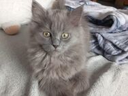 Wir dürfen ausziehen...Perser/Maine Coon Kitten - Mücke