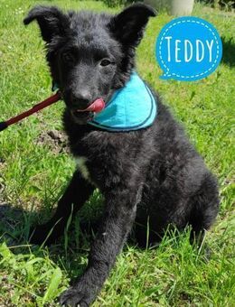 Teddy braucht ganz viel Liebe - Flörsheim-Dalsheim