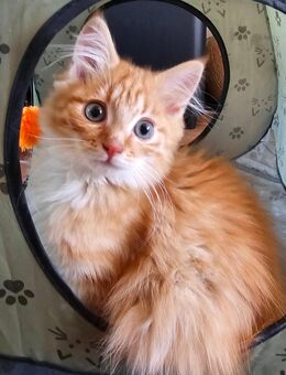 Super süße Maine Coons suchen ein Daheim 💫 - Kaltenengers