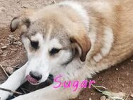 Sugar sucht einen Paten! - Oberhausen