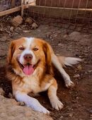 Imposanter Lenny in 66636