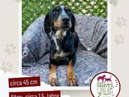 Hübsche Joy sucht ein liebevolles zu Hause - Nürtingen