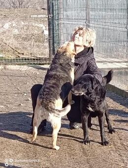 Merle - bezaubernd und liebevoll - Idstein