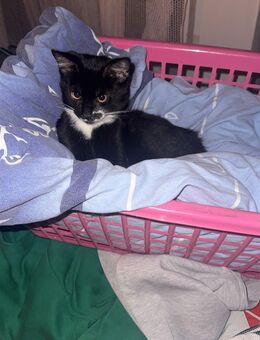 Baby Kater - Nideggen