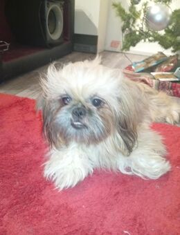 Shih tzu su - Annaburg