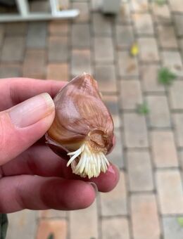Sibirischer Knoblauch - Wilhermsdorf
