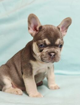 Französische Bulldoggen Welpen - Espelkamp Altgemeinde