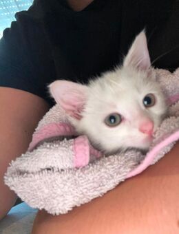 Lucy sucht ein liebevolles Zuhause ! - Bedburg