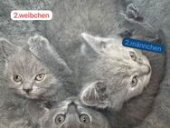 4 süße BKH Kitten suchen ein zu hause - Kerpen (Kolpingstadt) Zentrum