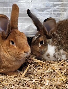 Kastrat & Häsin - Warmsen