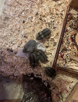 Babyhamster / Dsungarische Zwerghamster - Rheinsberg