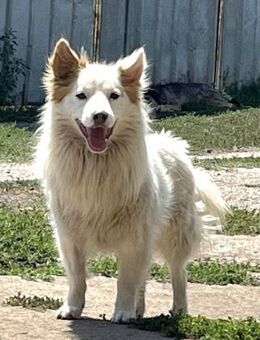 Kleiner Dante sucht Geborgenheit - Berlin