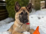 Klever❤️sucht Pflege- oder Endstelle - Rott (Inn)