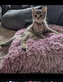 BKH Kitten in 02730