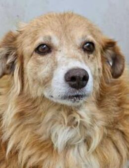 Mirtilla Pflegestelle in Bayern - Bad Vilbel