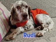 Rudi, 01/20 - schmusiger Setter sucht... - Heppenheim (Bergstraße)