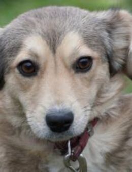 Yara - kinderliebe Junghündin - Lohra