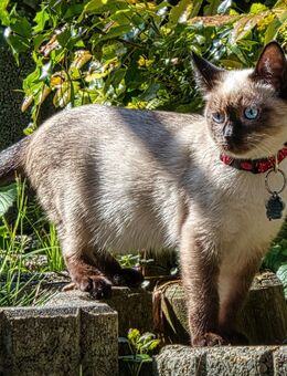 Siamkatze 18 Monate umständehalber abzugeben - Gartz (Oder)