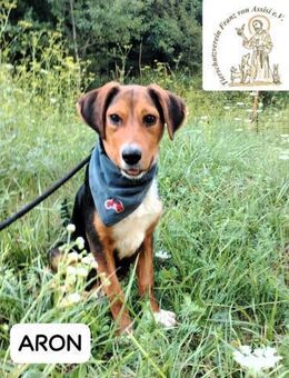 ARON - neugieriger, kluger Sonnenschein - Kissing