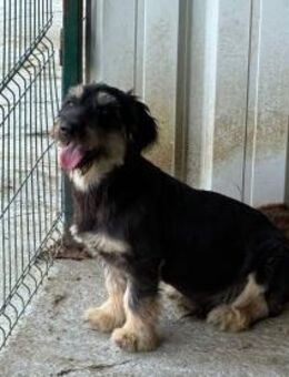Enzo - Kleiner Familienhund - Schlitz