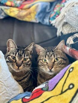 Misty& Tigerr suchen geduldiges Zuhause - Ellerbek