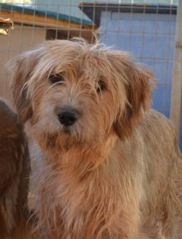 Rex-Eric - schön und sanft - Mettmann