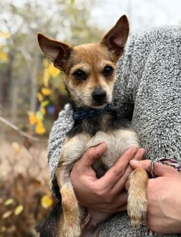 Harmat -will endlich ihre Familie finden - Köln