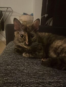 Liebe Katze, 21 Mon. alt, sucht neues Zuhause - Berlin