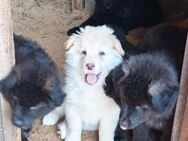 Hundewelpen zu verkaufen - Coburg