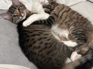 Babykatze & babykater - Offenbach (Main)