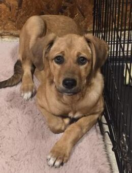 JARAH - verschmuste und liebe Hündin - Velbert