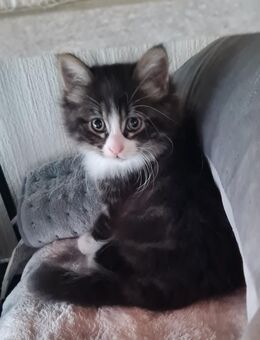 Maine Coon - Bretten